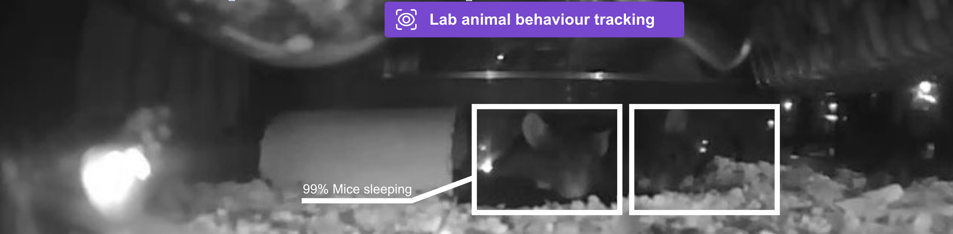 Lab animal behaviour tracking — night-vision enclosure feed with detection boxes